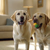 Do You Need to Soak Kibble for Puppies? Understanding the Best Feeding Practices for Your Furry Friend