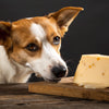 Does Cheese Give Dogs Diarrhea? Understanding the Risks and Benefits