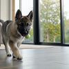 Does Dog Food Go Bad in a Hot Car? Understanding the Risks for Our Furry Friends