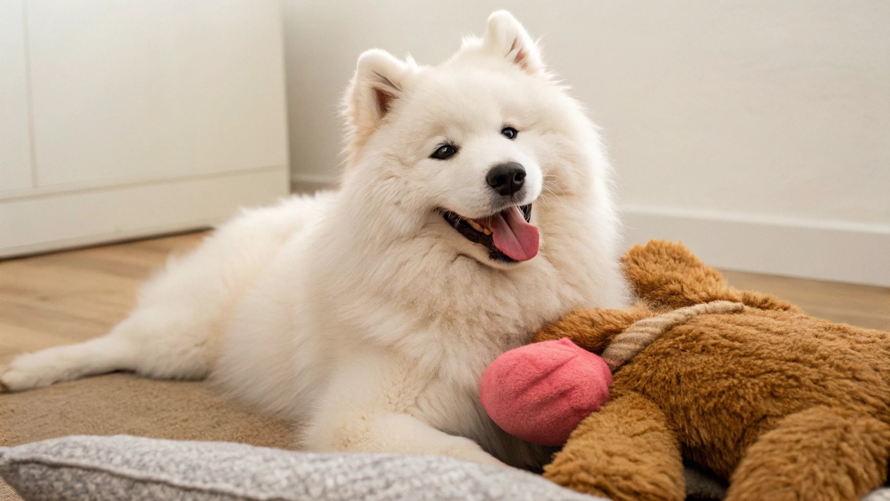 Does Freeze-Dried Raw Dog Food Have Bacteria? Understanding the Risks and  Benefits | Houndsy