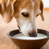 Does Goat Milk Help Dogs Lose Weight? Understanding the Benefits of Goat Milk in Your Dog’s Diet