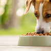 Does Grain Free Dog Food Matter? Understanding Its Impact on Your Pet's Health