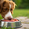 Does Raw Dog Food Help with Allergies? Exploring Effective Solutions for Your Furry Friend