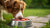 Does Raw Dog Food Help with Allergies? Exploring Effective Solutions for Your Furry Friend