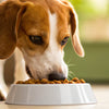 Does Wet Dog Food Make Dogs Gain Weight? Understanding the Impacts of Diet on Canine Health