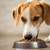 Does Wet Dog Food Make Dogs Poop More? Understanding the Impact of Diet on Your Dog's Digestive Health