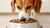 Does Wet Food Help Dogs Gain Weight? A Comprehensive Look at Canine Nutrition