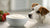Does Yogurt Give Dogs Diarrhea? Understanding the Effects of Yogurt on Your Canine Companion