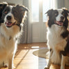Elevate Your Pup's Snack Time with Homemade Chicken Dog Treats