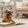Enhancing Your Dog's Diet: What to Add to Dogs Dry Food