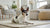 Exploring Dachshund Personality Traits: What Makes Doxies So Unique?