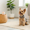 Exploring the Benefits of Wet Food for Dogs: A Comprehensive Guide for Pet Owners