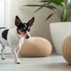 Freeze-Dried vs Dehydrated Dog Food: Understanding the Best Option for Your Pup