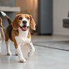 Fresh Dog Food Recipes: Elevate Your Pup's Meal Time with Homemade Goodness