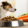 Homemade Diet for Dogs with Colitis: A Comprehensive Guide