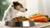 Homemade Diet for Dogs with Colitis: A Comprehensive Guide