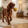 Homemade Dog Food for Labradors: A Comprehensive Guide
