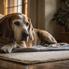 Homemade Dog Food vs Kibble: Making the Right Choice for Your Furry Friend
