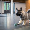 Homemade Probiotic Dog Treats: A Healthy Snack for Your Furry Friend