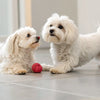 How Are Dog Treats Made? A Comprehensive Guide for Pet Owners