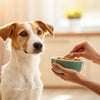 How Can My Dog Put on Weight? A Comprehensive Guide for Pet Owners