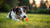 How Do You Stop a Dog from Chewing on Things? Practical Tips for Pet Owners