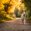 How Long After Food Can a Dog Exercise: A Comprehensive Guide