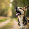 How Long Can a Dog Bark? Understanding Your Furry Friend's Vocalizations