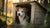 How Long Can a Dog Be in a Kennel: A Comprehensive Guide for Pet Owners