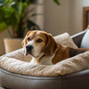 How Long Can a Dog Be Left Alone? Understanding Your Pet's Needs