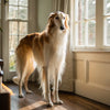 How Long Can a Dog Go Without Eating? Understanding the Limits and What to Do