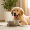 How Long Can Wet Dog Food Be Refrigerated? Insights and Best Practices for Pet Parents