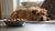 How Long Do Dog Treats Last Unopened? A Comprehensive Guide for Pet Owners
