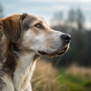 How Long Does a Dog Hold a Grudge? Understanding Our Canine Companions