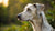 How Long Does It Take Dog Hair to Grow Back? Understanding the Regrowth Process