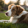 How Long is a Dog Year in Human Years? Understanding Your Furry Friend's Age