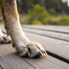 How Long Should Dog Nails Be? A Comprehensive Guide to Nail Care for Your Furry Friend