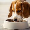How Long Should Dogs Eat Puppy Food? A Comprehensive Guide for Pet Owners