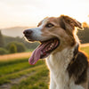 How Long Should My Dog Pant After Exercise? Understanding Your Canine's Cooling Mechanism