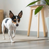 How Long to Soak Kibble for Puppies: A Comprehensive Guide for New Pet Owners