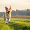 How Many Calories for Dog to Lose Weight: A Comprehensive Guide
