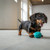 How Many Calories Should a 35 lb Dog Eat? A Practical Guide for Dog Owners