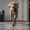 How Many Calories Should a 45 lb Dog Eat? A Practical Guide for Healthier Feeding