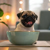 How Many Calories Should a 50 lb Dog Eat? A Detailed Guide to Feeding Your Canine Companion Right