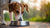 How Many Calories Should a 75 lb Dog Eat? Understanding Your Dog's Nutritional Needs