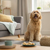 How Many Dog Treats Are Too Many? A Comprehensive Guide for Pet Owners