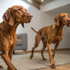 How Many Eggs Can a Dog Eat in a Week? A Comprehensive Guide for Pet Owners