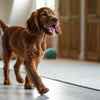 How Many Times Should a Puppy Eat in a Day? A Comprehensive Guide