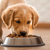 How Many Weeks Can a Puppy Eat Dog Food?