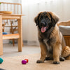 How Much Broccoli Can Dogs Eat? A Practical Guide for Loving Pet Owners